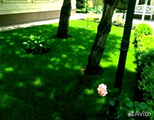Рулонный газон 