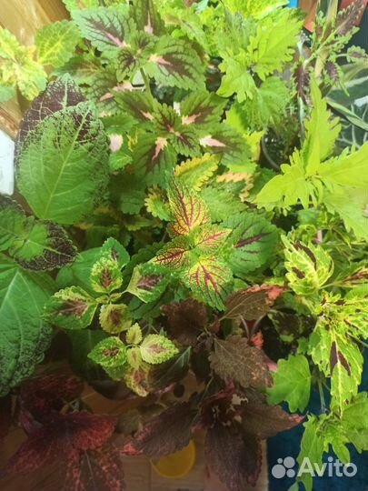 Набор вегетативных колеусов