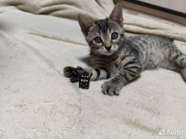 Бенгальские котята