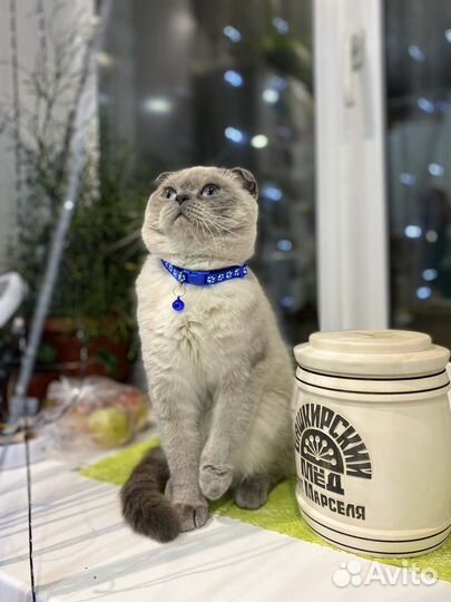 Шотландский кот вязка