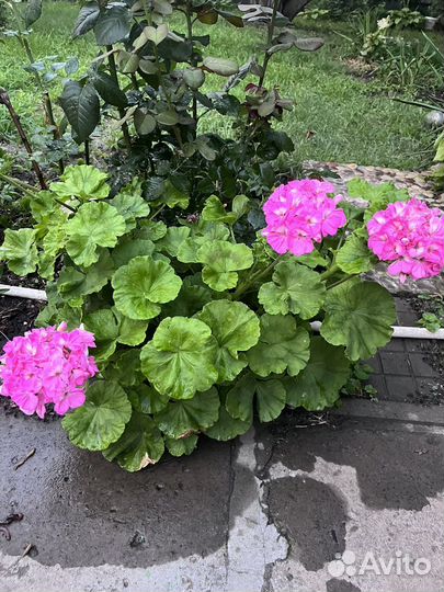 Пеларгония герань