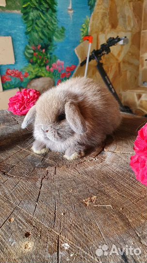 Изабелловые минилопы