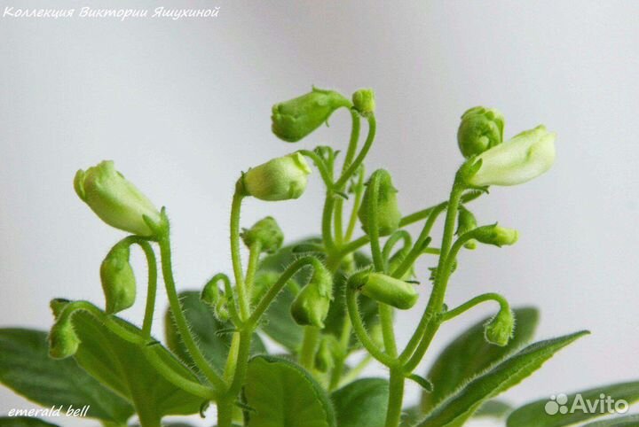 Мини фиалки