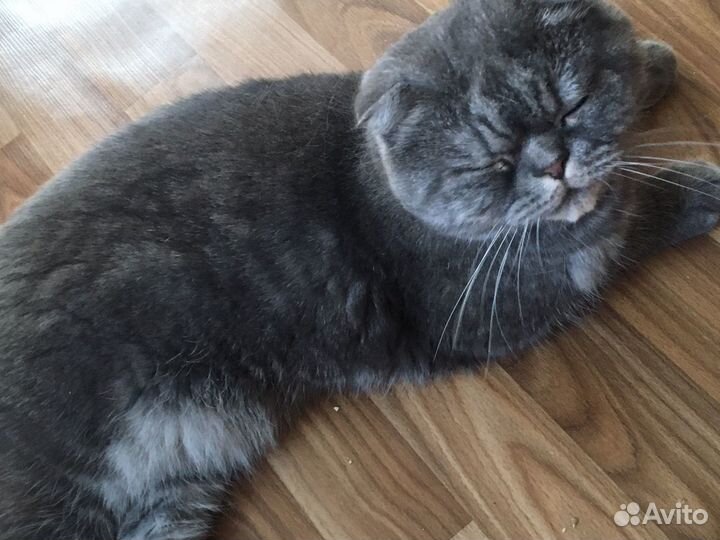 Шотландская вислоухая кошка бесплатно