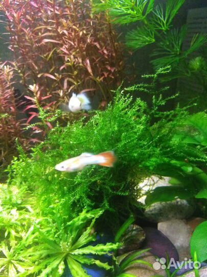 Яванский мох