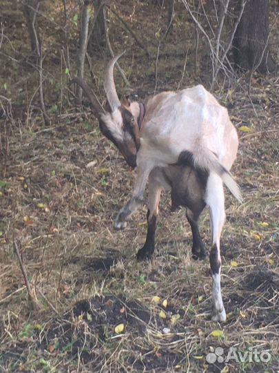 Козы дойные