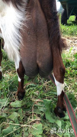 Козы Камори,шами, нуб