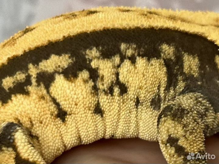 Реснитчатые бананоеды самец и самка