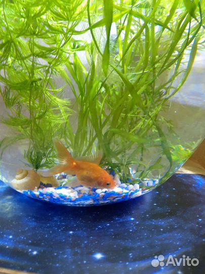 Золотая рыбка в круглом аквариуме