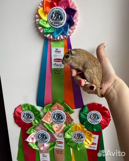 Монгольская песчанка