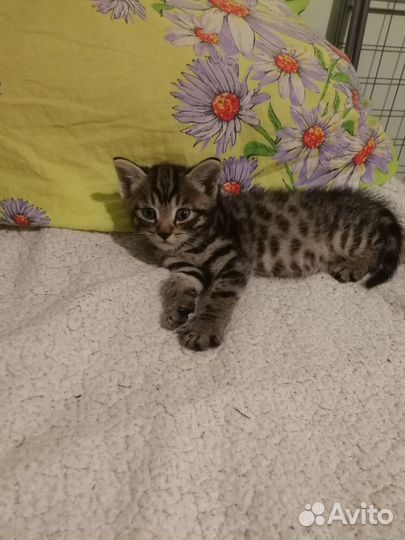 Котенок, кот, животные