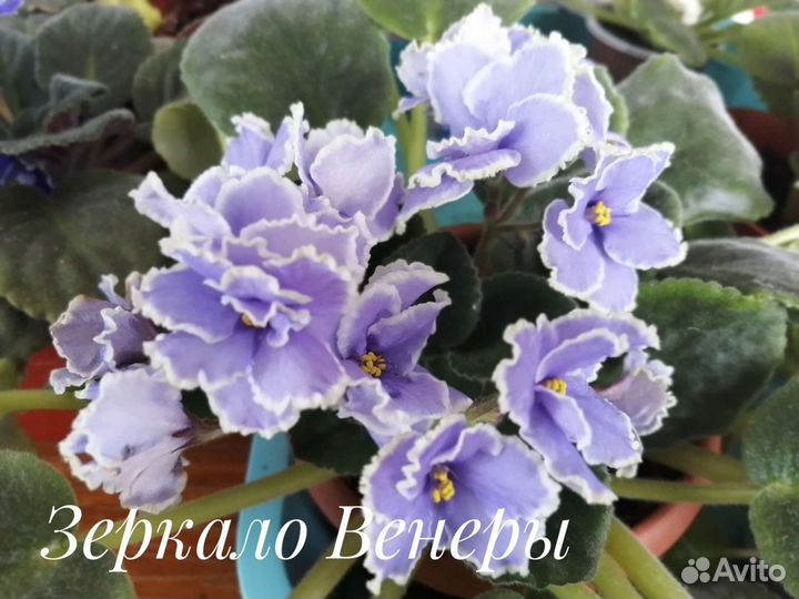 Фиалка листики