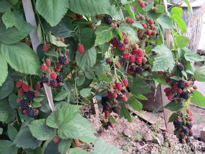 Рассада кусты ежевики и ежемалины