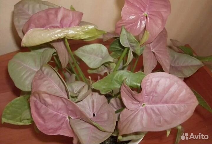 Сингониум розовый