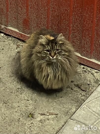 Кошка