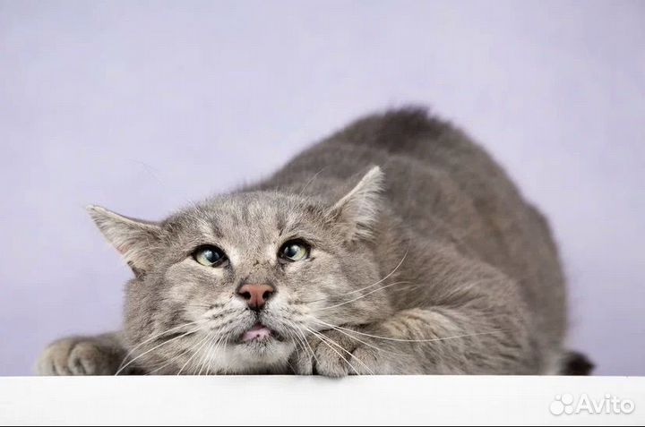 Котик Барсик. И не говорите что я не красив