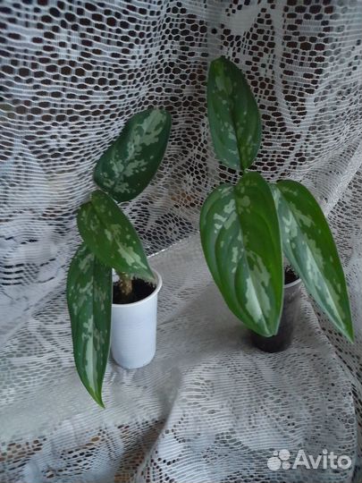 Аглаонема, драцена сандера