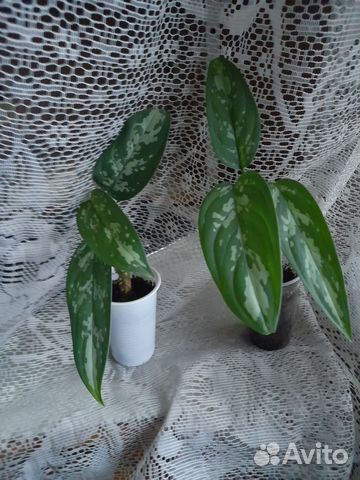 Аглаонема, драцена сандера