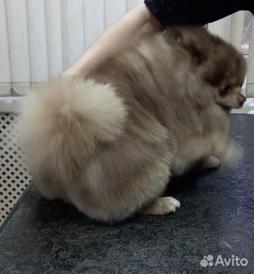 Услуги грумера на дому