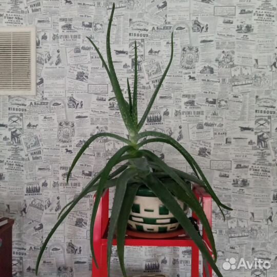 Цветы комнатные