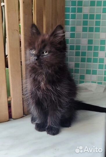 Малышка девочка ищет самую лучшую семью