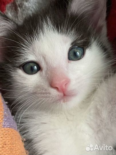 Отдам кота в добрые руки