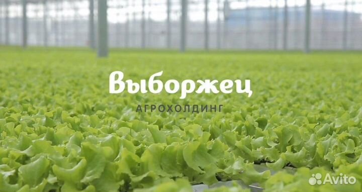 Бригадир сборщиков грибов