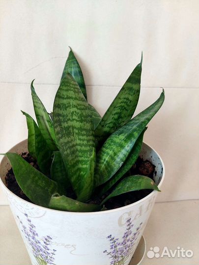 Сансевиерия ханни