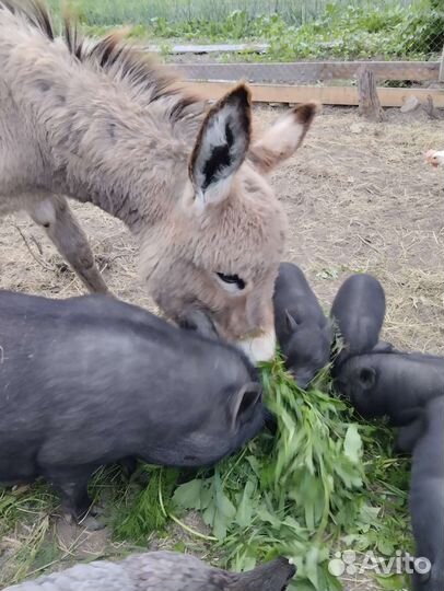 Ослик. Мальчик