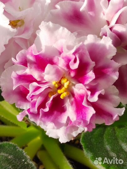 Сортовые фиалки