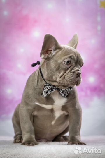 Французский бульдог кобель изабелла