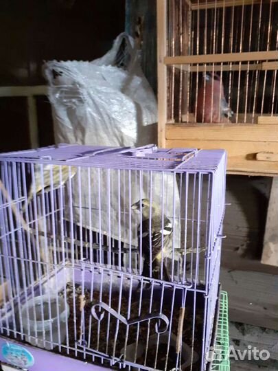 Певчие птицы