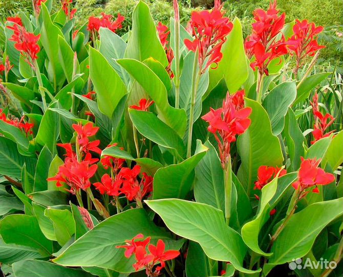 Канна красная