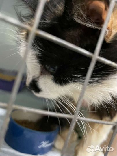 Стерилизованная кошка Маруся в добрые руки