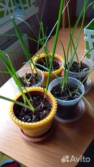 Зефирантес Pink (розовый)