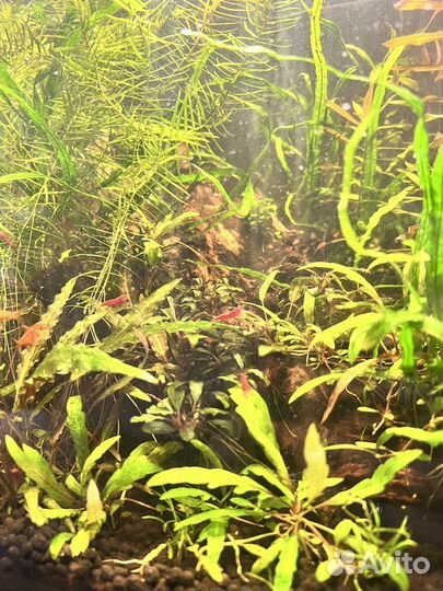 Аквариум Акваэль cube