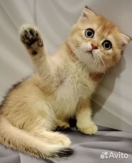 Шотландская