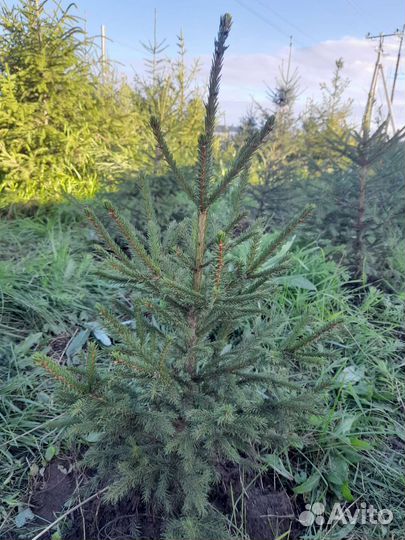 Ель сибирская обыкновенная