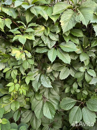 Виноград девичий