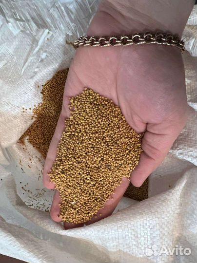 Семена горчицы