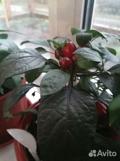 Семена острых перцев. Набор 5 сортов по 10 семян