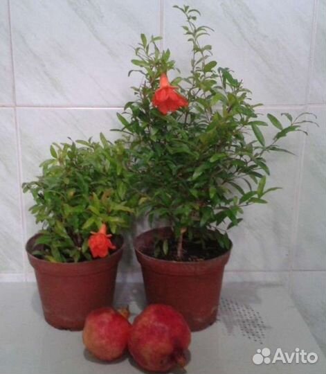 Гранат комнатный