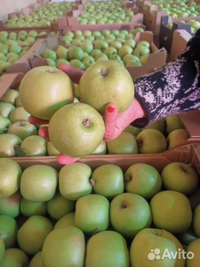 Продам яблоки