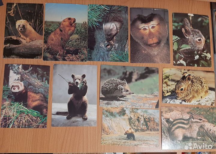 Открытки СССР с животными, птицами, бабочками