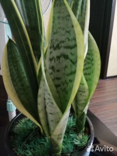 Сансевиерия сортовая