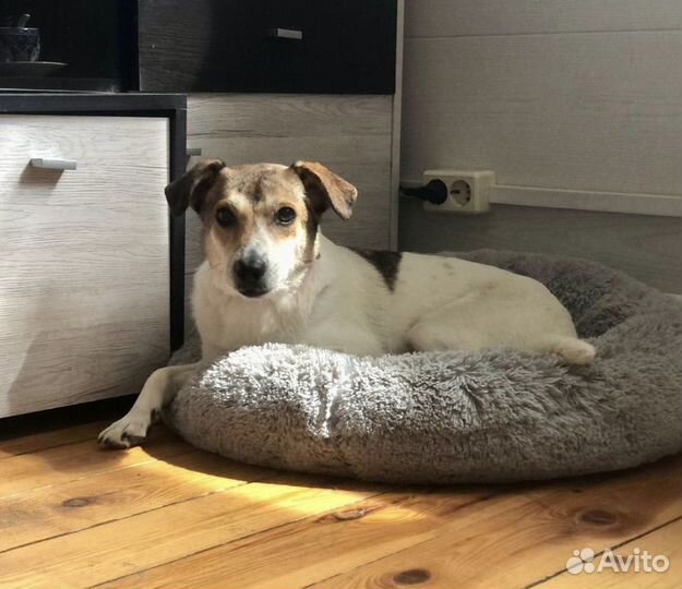 Маленькая собачка Мия 2 года ищет дом