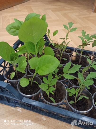 Рассада помидор и баклажан