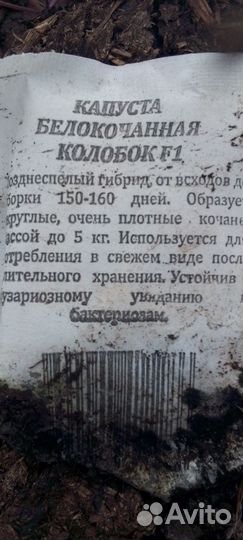 Рассада капусты