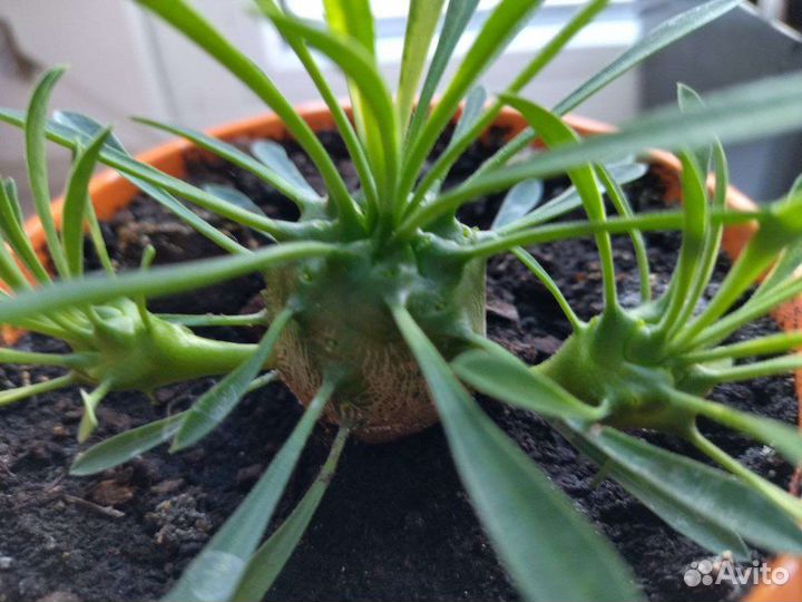 Эуфорбия juglans