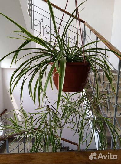 Продам цветы комнатные